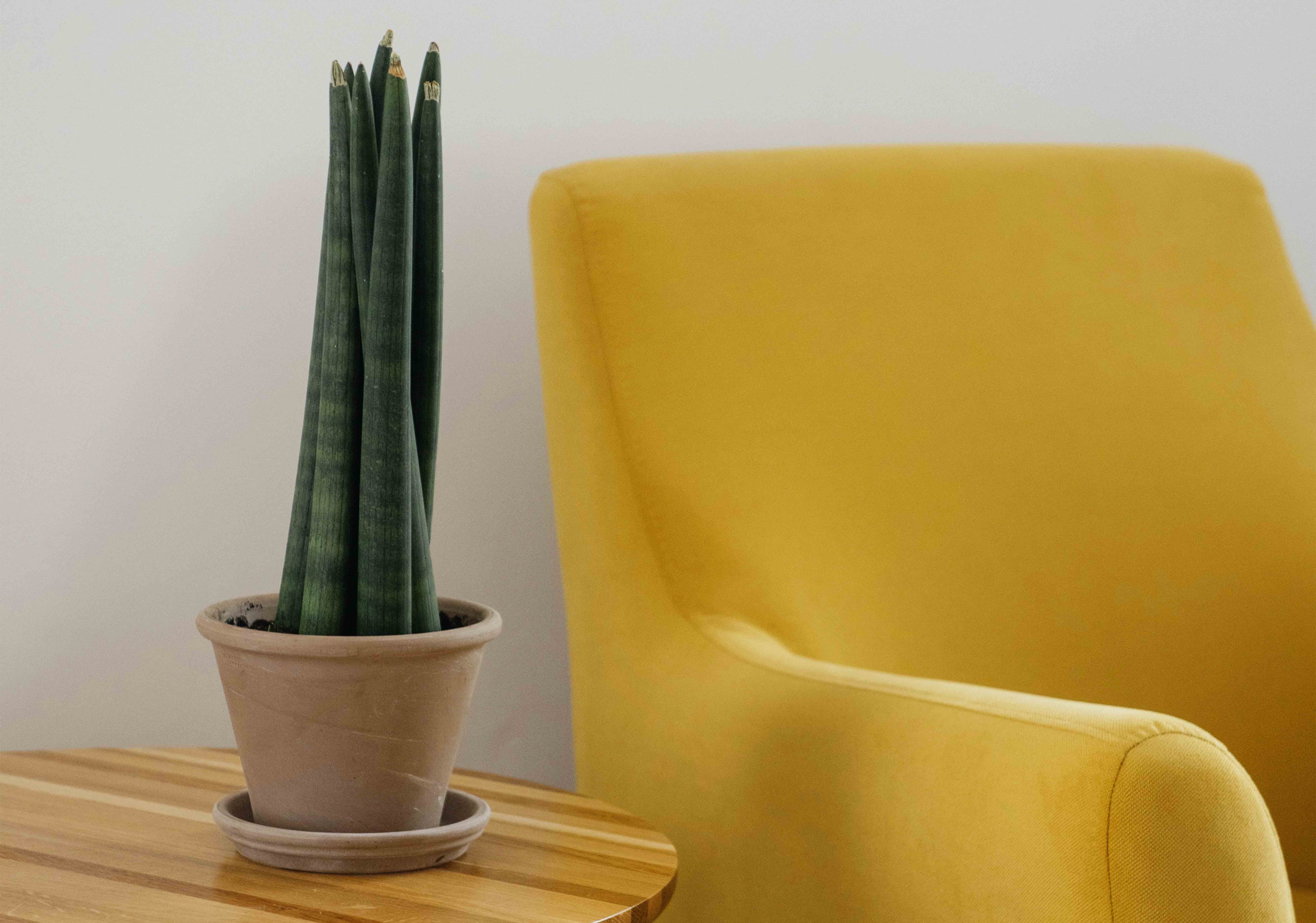 Green Plant and Yellow Chair